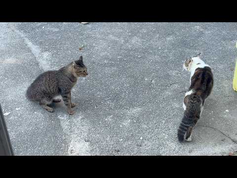 弱そうに見えて謎に強気な猫(YouTube)