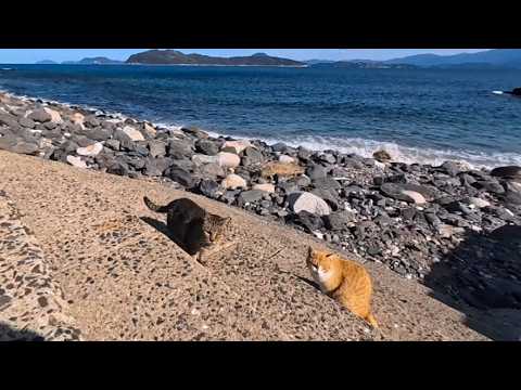 海辺の階段に座ったら猫たちが集合…でもみんな微妙な距離でくつろぎ始めた(YouTube)