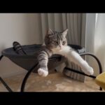 くつろいでるとなぜかこのポーズになっちゃう猫が可愛すぎますw(YouTube)