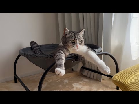 くつろいでるとなぜかこのポーズになっちゃう猫が可愛すぎますw(YouTube)