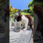 猫がコップに顔を突っ込んでお地蔵様の水を飲む #猫 #ねこ #cat(YouTube)