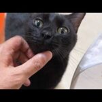 飼い主にお出迎えのゴロンをしてくれる黒猫くんの一日は忙しい…笑(YouTube)