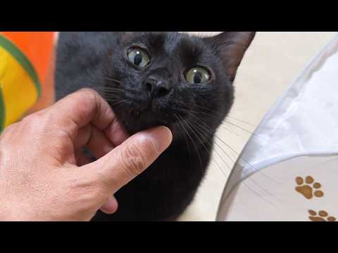 飼い主にお出迎えのゴロンをしてくれる黒猫くんの一日は忙しい…笑(YouTube)