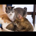 快適な寝床を探求する猫に姫猫も魅了されました(YouTube)