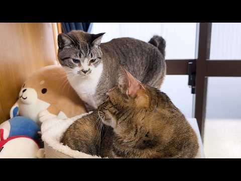 快適な寝床を探求する猫に姫猫も魅了されました(YouTube)