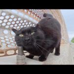 丸い顔の黒猫ちゃんがあちらこちらに痒い頬っぺたをスリスリする(YouTube)