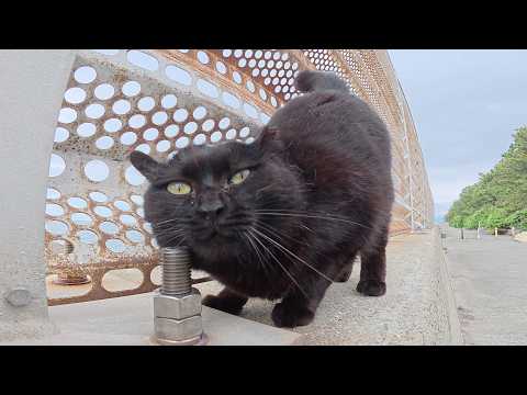 丸い顔の黒猫ちゃんがあちらこちらに痒い頬っぺたをスリスリする(YouTube)