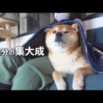 柴犬に話しかけ続けた意味が、やっと分かった気がします。(YouTube)