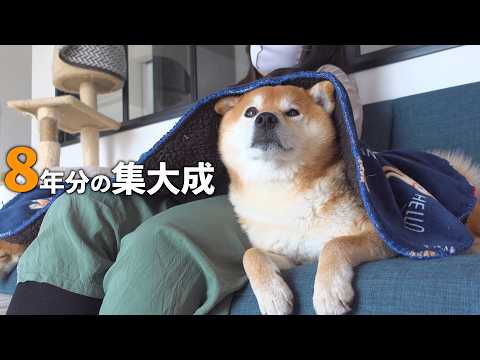 柴犬に話しかけ続けた意味が、やっと分かった気がします。(YouTube)