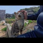 島の洋食屋さんの看板猫は人見知りと甘えん坊の二人体制(YouTube)