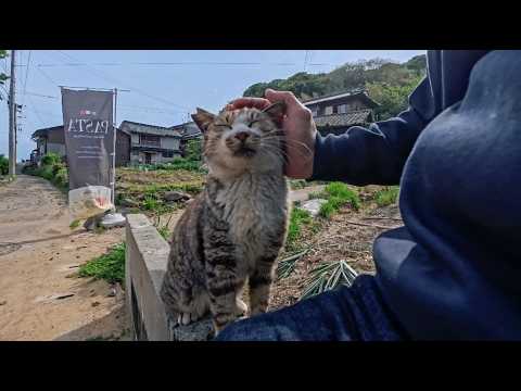 島の洋食屋さんの看板猫は人見知りと甘えん坊の二人体制(YouTube)