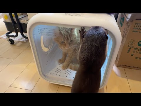 ドライヤーハウスに入った猫達の様子を観察するカワウソ An otter observing the cats inside the dryer house(YouTube)
