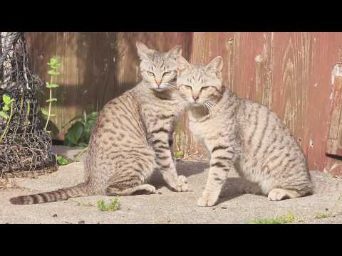 猫の兄弟がプロレスごっこをした後、ピタリとくっついてお昼寝する(YouTube)