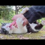 パンダみたいな猫をモフっていると無防備なポーズになっていく(YouTube)