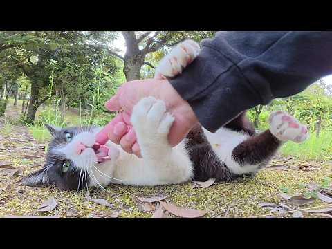 パンダみたいな猫をモフっていると無防備なポーズになっていく(YouTube)