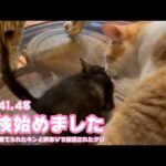 探検始めました  ゴミ箱に棄てられたキンと訳ありで保護されたクリ  Day41,48  2026 05 28 1(YouTube)