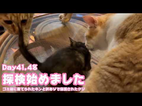 探検始めました  ゴミ箱に棄てられたキンと訳ありで保護されたクリ  Day41,48  2026 05 28 1(YouTube)