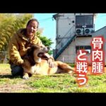 【片脚をなくした保護犬】りんちゃんの言外の様子(YouTube)
