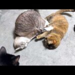 永遠の子猫な姉猫は末っ子猫たちとこんな感じで過ごしております…笑(YouTube)