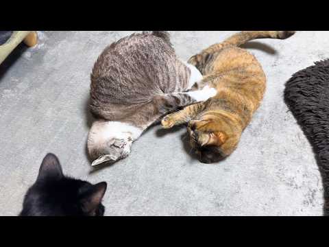 永遠の子猫な姉猫は末っ子猫たちとこんな感じで過ごしております…笑(YouTube)