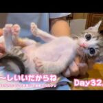 アタチちょ～しいいだからね  おうえんありがとにゃ  ゴミ箱に棄てられたキンと訳ありで保護されたクリ  Day32,39  2026 05 18 1(YouTube)
