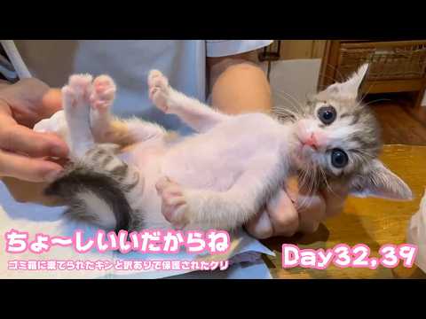 アタチちょ～しいいだからね  おうえんありがとにゃ  ゴミ箱に棄てられたキンと訳ありで保護されたクリ  Day32,39  2026 05 18 1(YouTube)