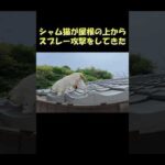 シャム猫が屋根の上からスプレー攻撃をしてきた #猫 #ねこ #cat(YouTube)