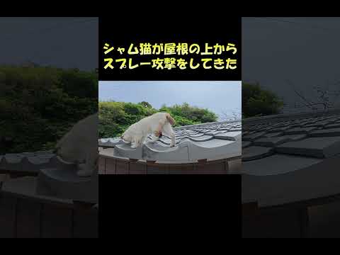 シャム猫が屋根の上からスプレー攻撃をしてきた #猫 #ねこ #cat(YouTube)