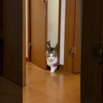 えっ私は行っていいの？(YouTube)