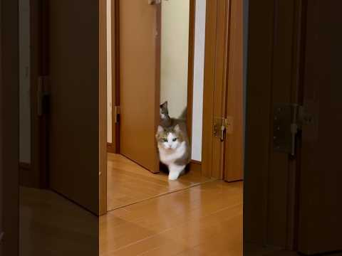 えっ私は行っていいの？(YouTube)