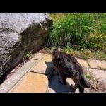 獲物発見!でもなかなか飛びつかない猫(YouTube)