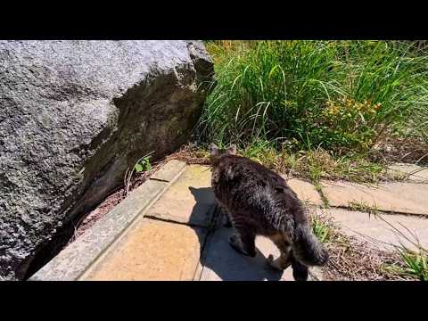 獲物発見!でもなかなか飛びつかない猫(YouTube)