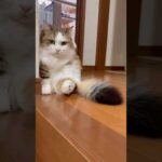 あっ一方通行と違うんや(YouTube)