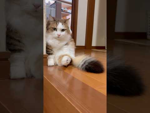 あっ一方通行と違うんや(YouTube)