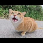 ダムのほとりで茶トラ猫がコテンと寝転んで甘えてきた(YouTube)