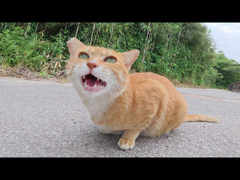 ダムのほとりで茶トラ猫がコテンと寝転んで甘えてきた(YouTube)
