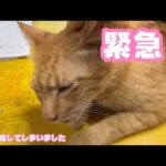 緊急！  トラやはり4年ぶりに発症してしまいました   2026 05 14 2(YouTube)
