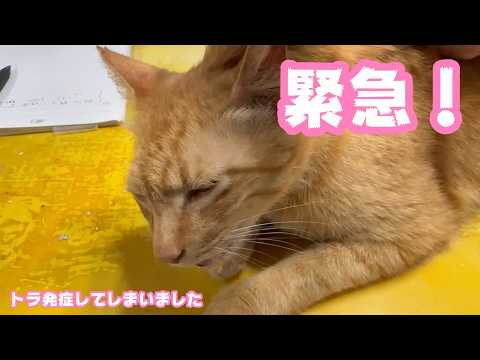 緊急！  トラやはり4年ぶりに発症してしまいました   2026 05 14 2(YouTube)