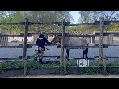 モウコノウマ「クヴァジー」のトレーニング［その2］：多摩動物公園(YouTube)