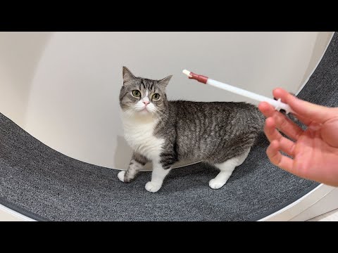 苦手なサプリを持って来られたときの猫の反応が…笑(YouTube)
