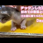 初めての病院とお注射  チックンもへっちゃら  ゴミ箱に棄てられた子猫 キンちゃん Day18  2026 05 04 1(YouTube)