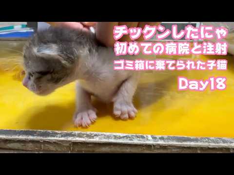 初めての病院とお注射  チックンもへっちゃら  ゴミ箱に棄てられた子猫 キンちゃん Day18  2026 05 04 1(YouTube)