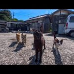 島で港近くの通りを歩いていたら猫たちが駆け寄ってきた(YouTube)