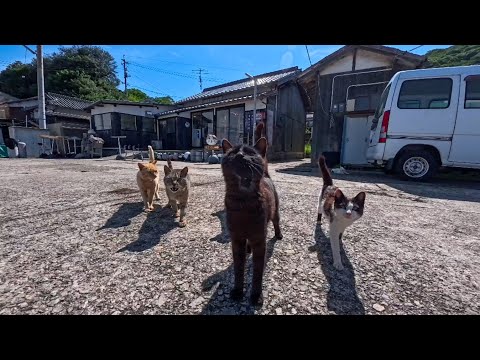 島で港近くの通りを歩いていたら猫たちが駆け寄ってきた(YouTube)