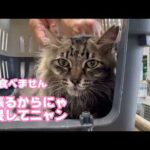 まだ食べません  あたち頑張るから応援してニャン  2026 05 22 2(YouTube)