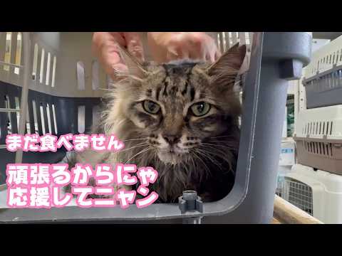 まだ食べません  あたち頑張るから応援してニャン  2026 05 22 2(YouTube)