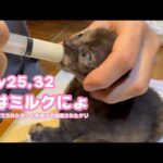 おはミルクにょ  ゴミ箱に棄てられたキンと訳ありで保護されたクリ  Day25,32   2026 05 11 2(YouTube)