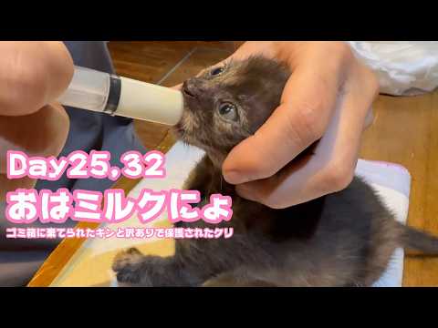 おはミルクにょ  ゴミ箱に棄てられたキンと訳ありで保護されたクリ  Day25,32   2026 05 11 2(YouTube)