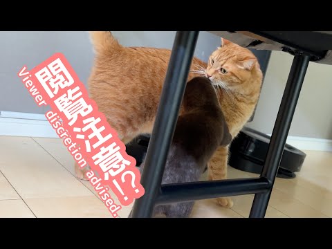 子供の足を食べようとしたり猫を食べようとしたりムカデを食べようとしたりするカワウソ Otter that tries to eat a child’s foot, a cat, a centipede(YouTube)