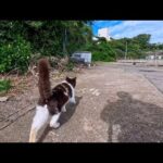 港で出会った猫について行ったら…まさかの家族総出でお出迎えされた(YouTube)